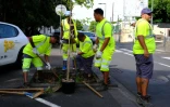 Saint-Paul : la rue Saint-Louis se végétalise