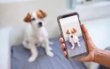 Le TCO sensibilise les usagers au bien-être des chiens