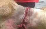 Tchoupie blessée par un collier étrangleur