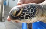Percutée par un navire à Saint-Gilles, une jeune tortue verte n'a pas survécu
