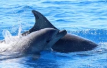 Piton de la Fournaise : une cinquantaine de dauphins observés près de la coulée de lave
