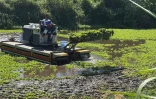 TO : la laitue d'eau, un indésirable