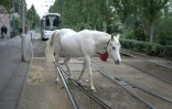 La jument Jenny, 2 ans, traverse les voies du tram à Fechenheim, près de Francfort, le 28 avril 2020 en Allemagne