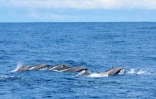 Un grand groupe de dauphins d'Electre et de Fraser observé dans le sud 