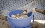 Un membre de l'ONG Local Ocean Conservation déplace des œufs de tortues marines d'un site de nidification trop proche de l'eau, à Watamu, le 23 mai 2025 au Kenya