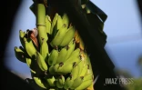 Bananes 