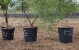 Territoire de l’ouest : 200 plantes pour une ville plus verte 