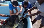 Tortues Kélonia