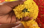 colliers d'oeillet d'inde ou rose d'inde pour cérémonie tamoule