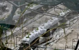 Garance : La Réunion, l'île en phase de sauvegarde