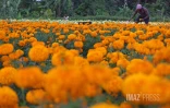fleurs oiellet inde