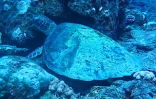 La tortue Hiruma repérée blessée, un trou en bas de carapace