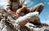 Le paléontologue Yves Coppens dégage un fossile de défense d'éléphant vieux de 3 millions d'années, le 1er janvier 1975