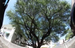 arbre