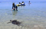 L'Hermitage : après quatre mois de convalescence, la tortue Epoi retrouve l'océan [?]