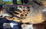 Kélonia : la tortue Evelyne remise en liberté