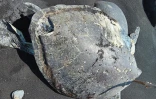 Tortue marine percutée par un bateau
