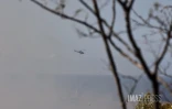 Incendie au Cap Lahoussaye