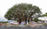 Tour de l\'île cycliste