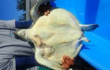 Kélonia : une tortue verte blessée par un requin