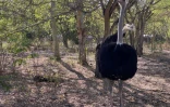 ZOO Etang-Salé