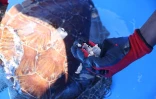 Tortues Kélonia 