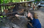 Un membre de l'ONG "Quatre Pattes" avec des chiens qui vont être sauvés d'un abattoir de la région de Siem Reap, au Cambodge, le 25 octobre 2019
