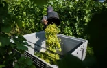 Vendanges au domaine Lindicke, à Werder dans le nord de l'Allemagne, le 9 septembre 2025 