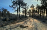 Les restes calcinés d’un jeune cerf gisent au sol après un incendie de forêt dans la zone du réservoir de Burguillo, près de Navaluenga, à 100 kilomètres à l’ouest de Madrid, le 27 juillet 2026