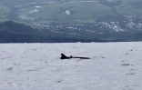[Photos] Saint-Pierre : des baleines à bec de Blainville observées au large
