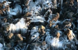 Hiver austral : i fé fré dann lé o La Rényon [?]
