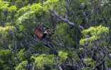 Sainte-Suzanne : un ballet de chauves-souris à la cascade Niagara