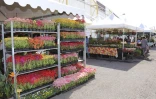 DEFI aux Flore et Halle