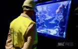 Aquarium de La Réunion : une opération de rénovation lancée à partir de 2026