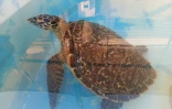 La jeune tortue imbriquée Han Solo, secourue au Cap Lahoussaye, va être relâchée dans l'océan
