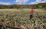 Garance : La Réunion, l'île en phase de sauvegarde