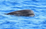 Saint-Gilles : observation rare de globicéphales à La Réunion