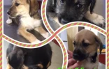 Association RPA (adoptions) 