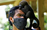 Un bébé singe laineux grimpé sur la tête de Jhon Jairo Vasquez, fondateur du refuge de Mikuchiga, près de Leticia, le 18 novembre 2020 en Amazonie colombienne