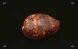 Coquillages