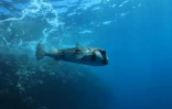 Les Amis du Cap relâchaient le fugu à Saint-Paul. (Photos Thierry Peres)