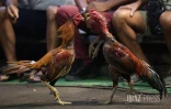 Combats coqs rivière des galets 