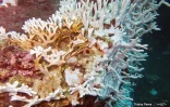  blanchissement du corail
