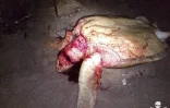 Des tortues marines massacrées à la machette à Mayotte par des braconniers.
