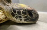 Kélonia : la jeune tortue Swan n'a pas survécu à ses blessures