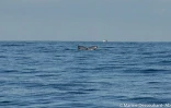 Deux baleines observées cap la houssaye