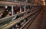 Capture d\'écran réalisée le 24 mai 2016 d\'une vidéo publiée par l\'association L214 dans laquelle on voit le corps d\'une poule morte dans une cage dans une ferme à Chaleins dans l\'Ain