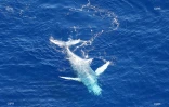 Baleine Saint-Paul