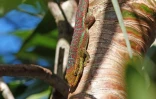 Gecko Bourbon 