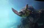 Tortues Kélonia